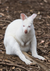 Portrait of young cute very rare australian Kangaroo albino with red eyes and pink nose sitting in the field and waiting