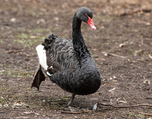 Majestic Black Swan, Cygnus atratus standing on one leg. Close up Portrait. Australia.