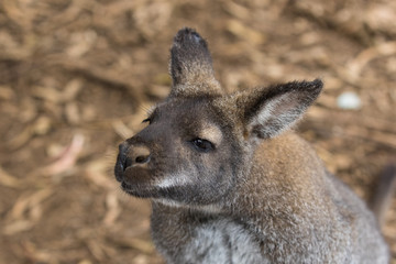 Portrait of young cute australian Kangaroo with big bright brown eyes looking close-up at camera
