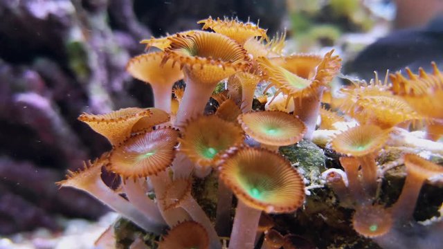 Button zoanthids aquarium invertebrates polyps. Footage of zoanthus species, zoas or sea mat corals in tank. Seabed with Zoanthus sp., underwater seaweeds and plants, nautical fauna and coral reefs
