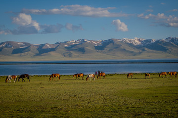 Naklejka na ściany i meble Horse at Song Kul Lake in Kyrgyzstan 