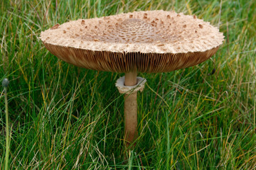 Parasol mushroom on a forest meadow