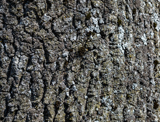 oak tree bark nature old