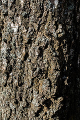 oak tree bark nature old