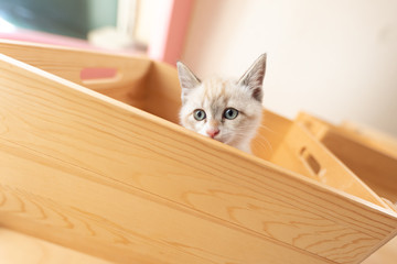cat