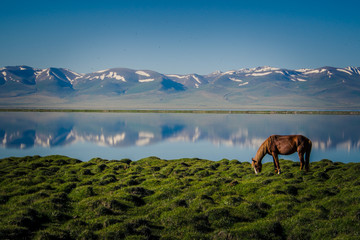 Horse at Song Kul Lake in Kyrgyzstan 