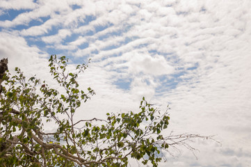 Branch of birch tree with green leaves on the background with striped blue sky with white clouds. Summertime landscape