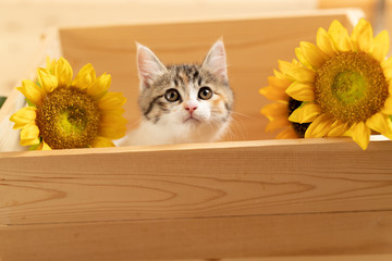 cat