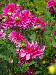 Obraz premium Dahlia - Dalien