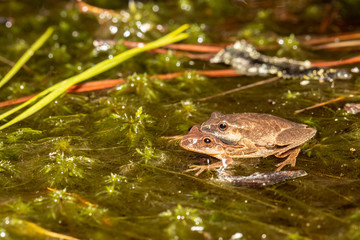 Two mating spring peepers