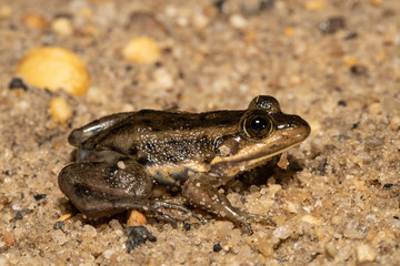 Carpenter frog in the NJ Pine barrens - LIthobates virgatipes