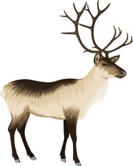 vector raindeer illustration