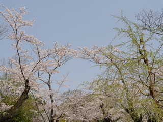 桜