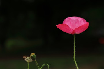 ポピーの花