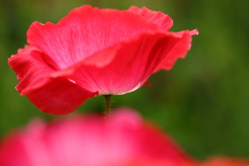 ポピーの花