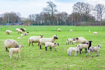 Naklejka na ściany i meble Herd of sheep with lambs in dutch meadow