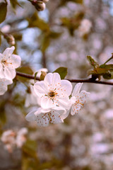 Beautiful white flower on a tree in spring