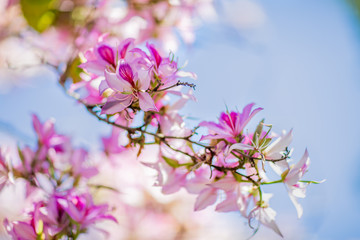 Fototapeta na wymiar Tender beautiful pink flowers blossom Melastomataceae