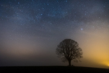 tree at dawn with starry sky