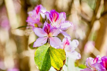 Tender beautiful pink flowers blossom Melastomataceae