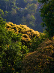 trees and blue sky gold leaf