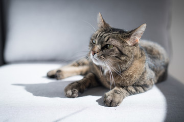 tabby domestic shorthair cat lying in the sun on a gray couch