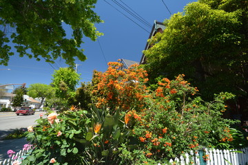 Fototapeta premium Spring Impressions from Berkeley near San Francisco and Oakland in Alameda County on May 3, 2017, California USA