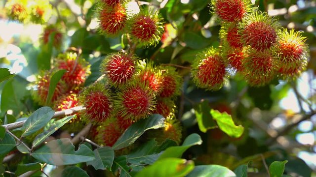 gimbal shot , ripe rambutan fruit is red on its tree