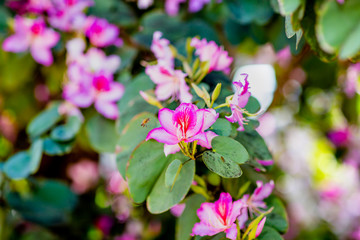 Tender beautiful pink flowers blossom Melastomataceae