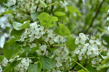 white flowers in the garden