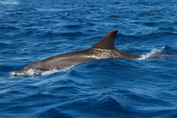 小笠原の海を泳ぐミナミハンドウイルカ
