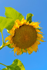sunflower on background of blue sky