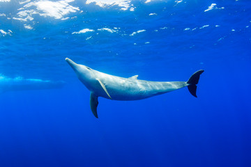 小笠原の海を泳ぐミナミハンドウイルカ