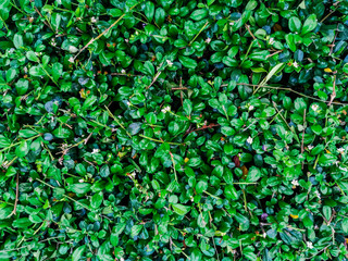 Closeup green leaf soft leaves