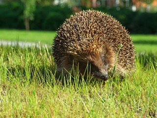 hedgehog in the grass against the park