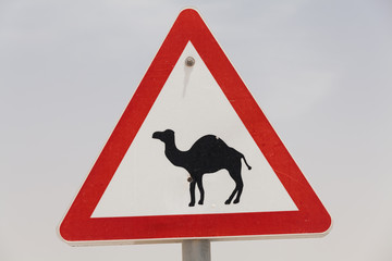 Big nice road sign attention camels