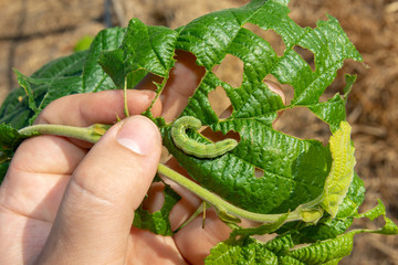 damaged leaves of hazelnut by weevil larvae close-up in human hand. Hazelnut garden pests
