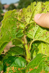 damaged leaves of hazelnut by weevil larvae close-up in human hand. Hazelnut garden pests