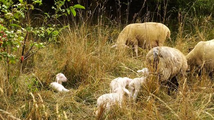 Cute little lambs with a herd of sheep in beautiful evening light grazing on a meadow in summer 