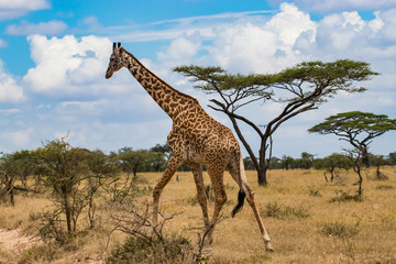 giraffe in serengeti national park tanzania africa