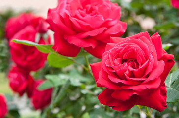 Scarlet roses on a bush in the spring day