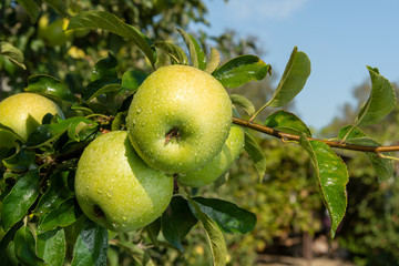 apple branch closeup with ripe apples close-up in the rays of the sun. Autumn harvest concept
