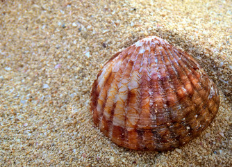 Sea clam in the sand