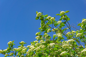 Japanischer Schneeball (Viburnum plicatum Mariesii) im April. Blühender weißer Schneeball im Frühling. Weiße Blüten von japanischem Schneeball Baum. - 263245016