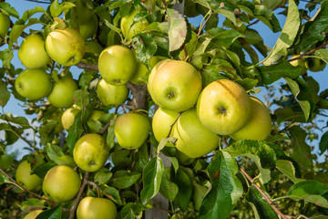 apple branch closeup with ripe apples close-up in the rays of the sun. Autumn harvest concept