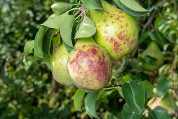 bunch of yellow ripe pears on branch with leaves in the rays of the sun. Copy space