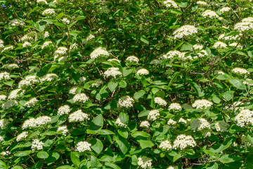 Japanischer Schneeball (Viburnum plicatum Mariesii) im April. Blühender weißer Schneeball im Frühling. Weiße Blüten von japanischem Schneeball Baum. - 263245281