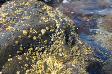 IN THE SEE