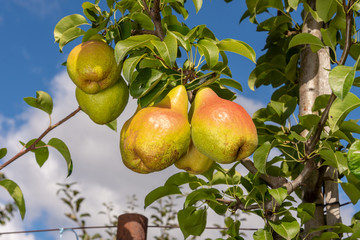 bunch of yellow ripe pears on a branch with leaves in the rays of the sun. Copy space