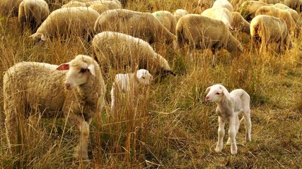 herd of sheep grazing on a meadow in beautiful evening light in summer 